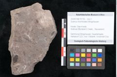 Foto (Objekt + Etikett) von Quercus lonchitoides Ettingshausen (NHMW-GEO-2024-0188-10178)